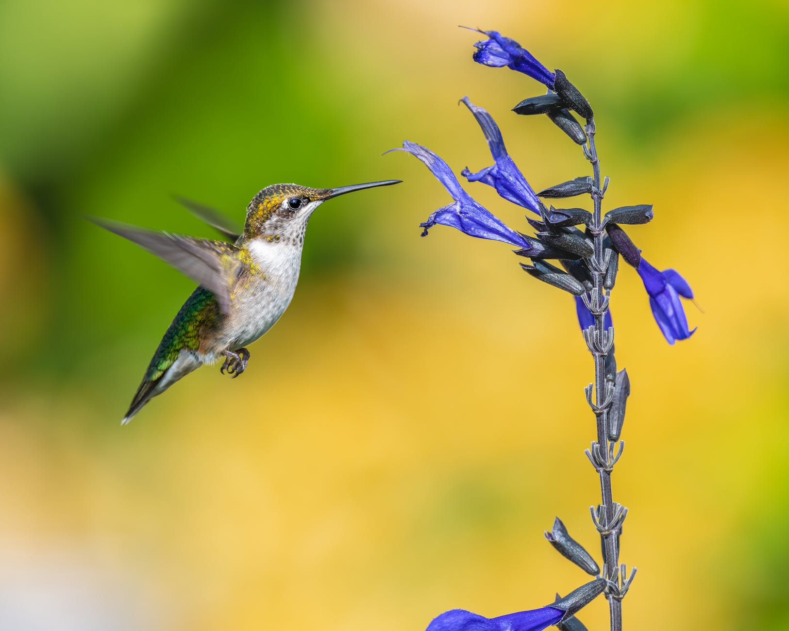 Hummingbird with flower
